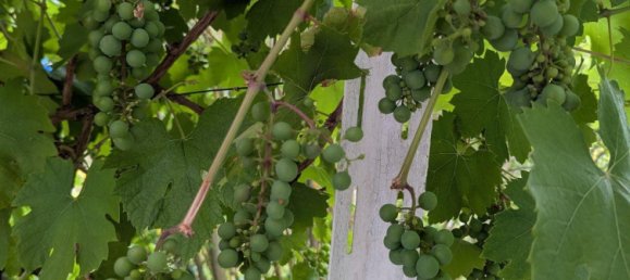 Land in Erfurt, Germany No. 262962 20