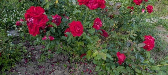 Land in Erfurt, Germany No. 262962 3