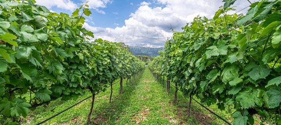 4 bedrooms House in Dornelas, Portugal No. 30649 15