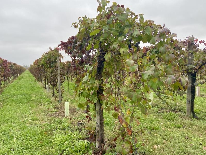Terreno de 1 habitación en Carpi, Italy No. 234068