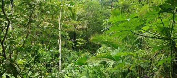 Земельный участок в Гарабито, Коста-Рика № 1430 3