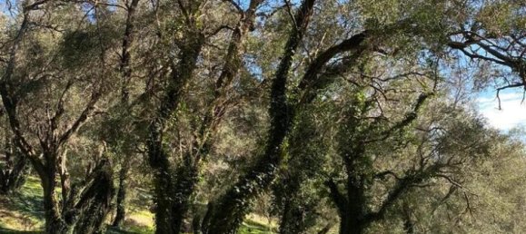 95095m² Hotel in Corfu, Greece No. 2946 8