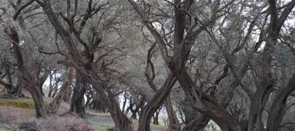 95095m² Hotel in Corfu, Greece No. 2946 11