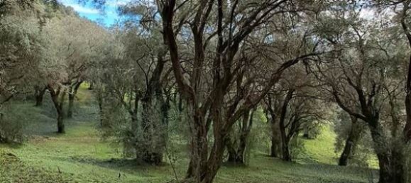 95095m² Hotel in Corfu, Greece No. 2946 10