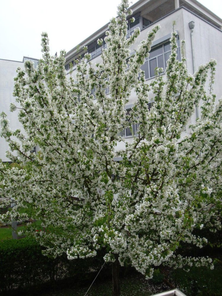 Apartamento de 3 habitaciónes en Riedstadt, Germany No. 277928