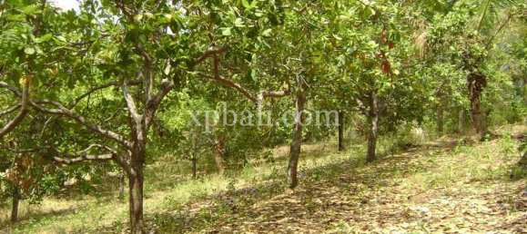 Terrain à West Nusa Tenggara, Indonesia 13652m² No. 4153 6