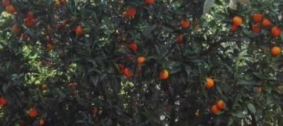 5 rooms House in Dunkelsteinerwald, Austria No. 76142 2