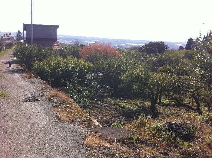 1-Zimmer Grundstück in Fiumefreddo di Sicilia, Italy, Nr. 177692