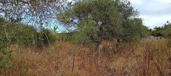  Land in Alghero, Italy No. 347980 13