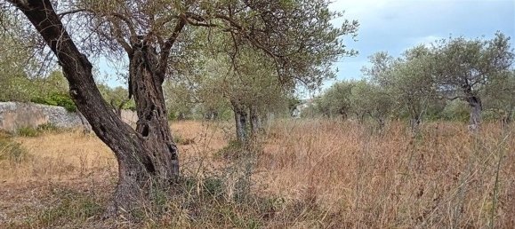  Land in Alghero, Italy No. 347980 6