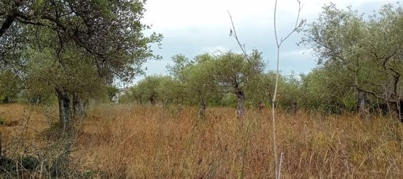  Land in Alghero, Italy No. 347980 3