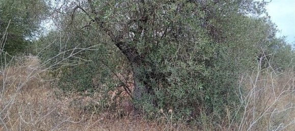  Land in Alghero, Italy No. 347980 11