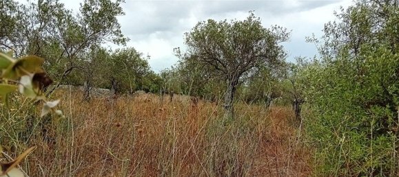  Land in Alghero, Italy No. 347980 7