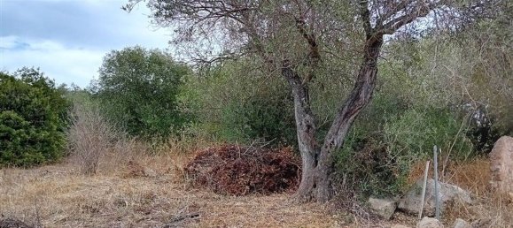  Land in Alghero, Italy No. 347980 8