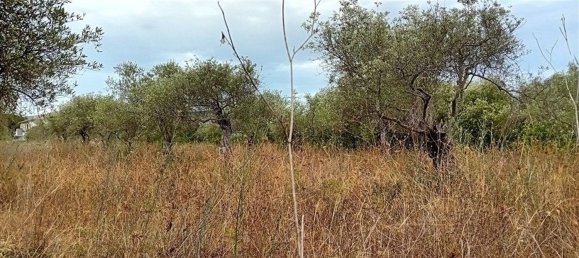  Land in Alghero, Italy No. 347980 4