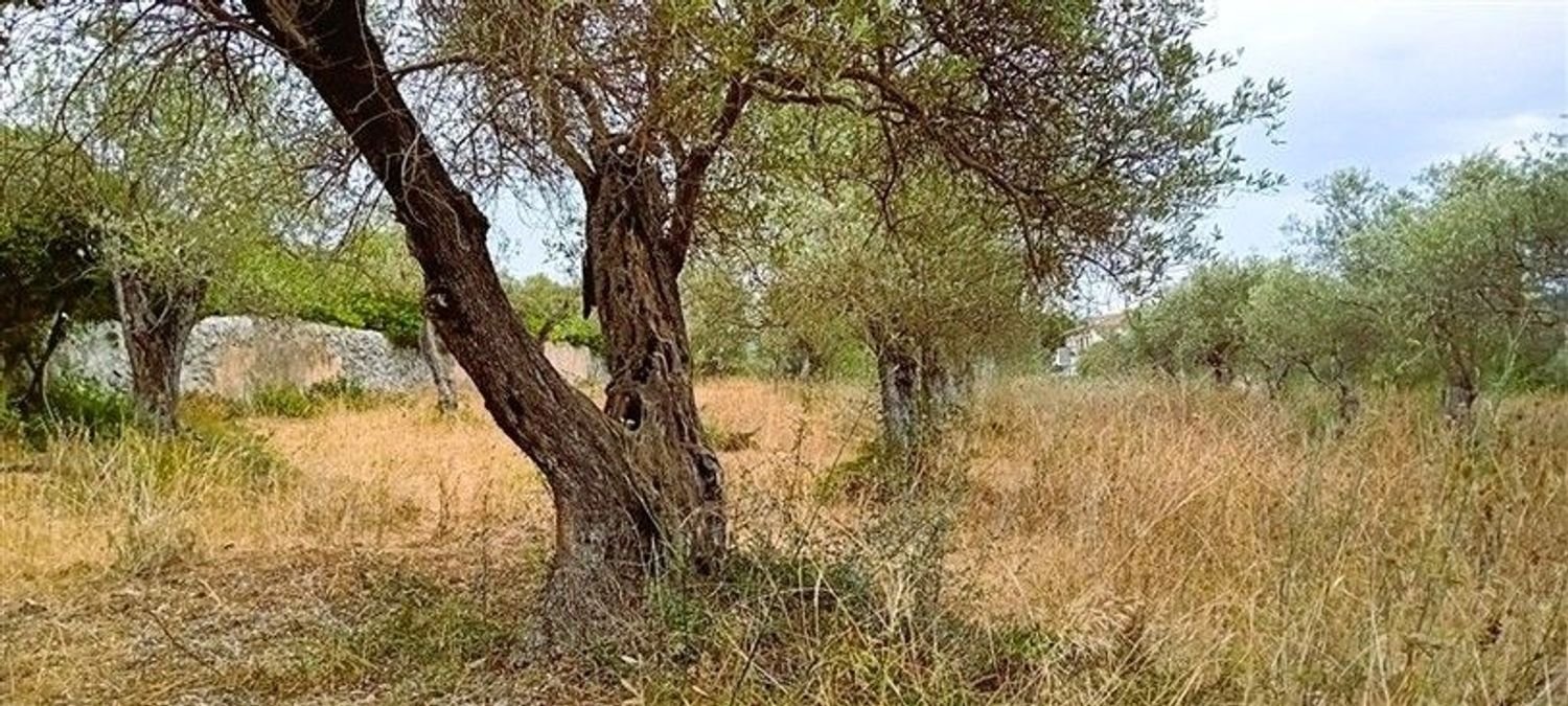  Land in Alghero, Italy No. 347980