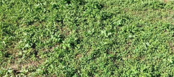 1-Zimmer Grundstück in Spinetoli, Italy, Nr. 102833 5