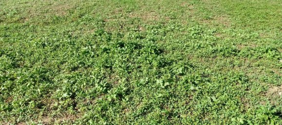 1-Zimmer Grundstück in Spinetoli, Italy, Nr. 102833 3