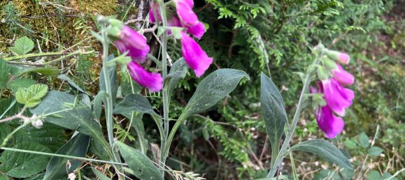 10 bedrooms House in Oderen, France No. 91622 13