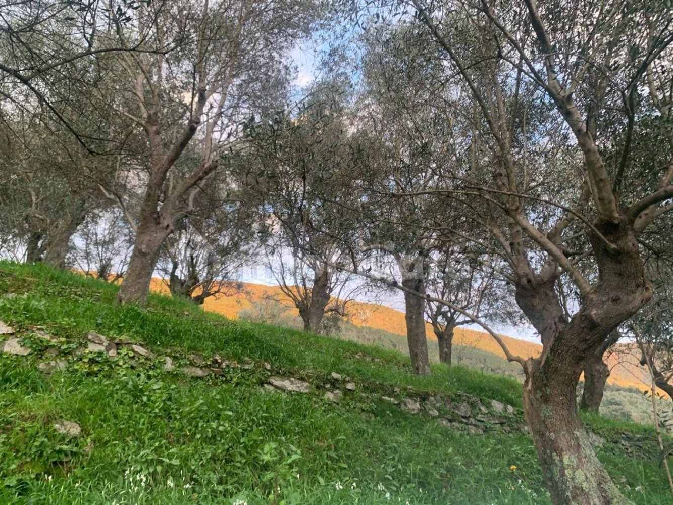 3000m² Land in San Giuliano Terme, Italy No. 89841