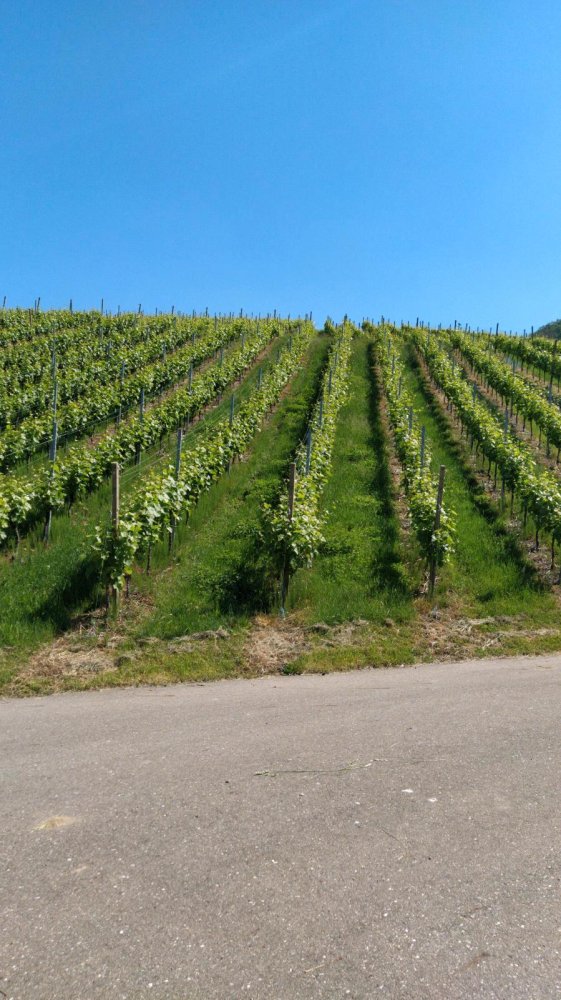  Land in Rottweil, Germany No. 218761