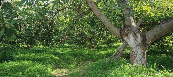 1 Schlafzimmer Gewerbliche Immobilie in Tolox, Spain, Nr. 85309 28