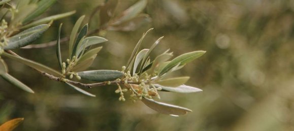 Gewerbliche Immobilie in Appignano, Italy 175m², Nr. 362425 11