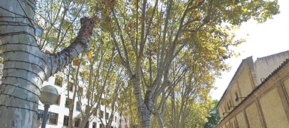 212m² Building in Palma de Majorca, Spain No. 155355 3