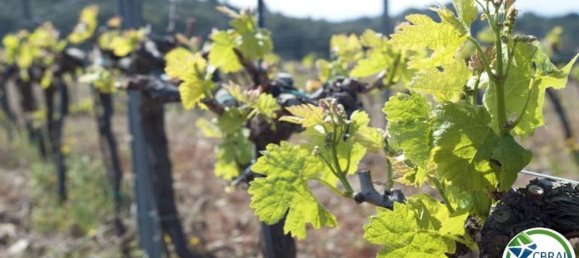 Terreno em Garriguella, Spain 400 m² N.º 73577 13