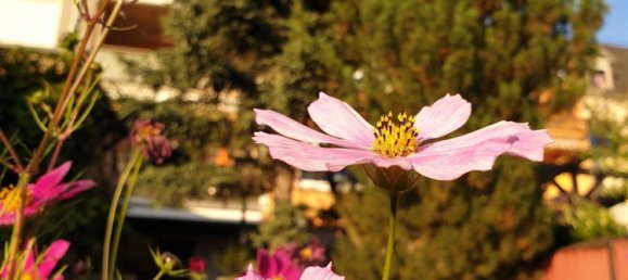 6 Schlafzimmer Stadthaus in Neuwied, Germany, Nr. 24591 3