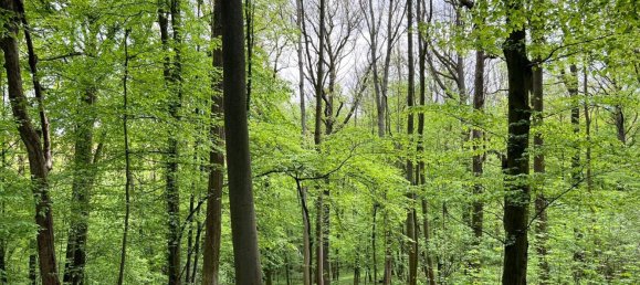 Grundstück in Saale-Holzland, Germany, Nr. 134874 8