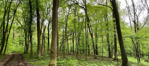 Grundstück in Saale-Holzland, Germany, Nr. 134874 7