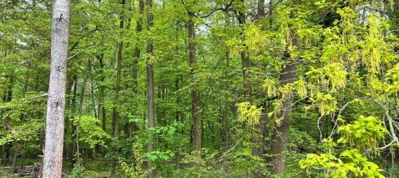 Grundstück in Saale-Holzland, Germany, Nr. 134874 11