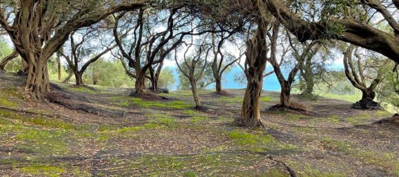 4337m² Land in Corfu, Greece No. 93036 6