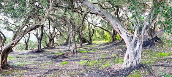 4337m² Land in Corfu, Greece No. 93036 12