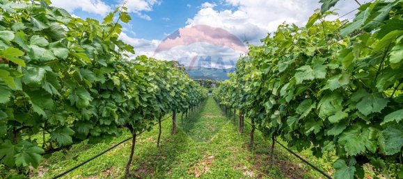 9 غرف نوم منزل في Dornelas, Portugal رقم 30647 15