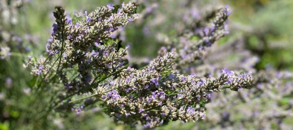 Villa de 5 habitaciónes en Klausen-Leopoldsdorf, Austria No. 220051 16