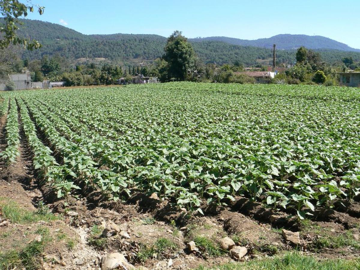  Land in Heroica Matamoros, Mexico No. 202694