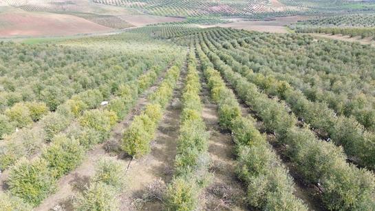 105000m² Land in Jaen, Spain No. 240055