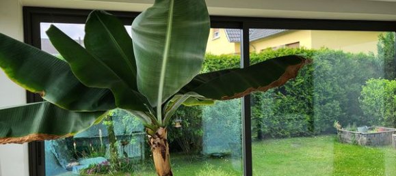 5 غرف نوم منزل في Wasselonne, France رقم 57938 5