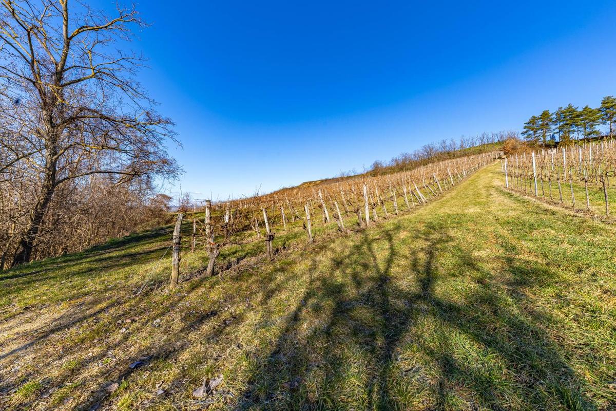 Grundstück in Ziersdorf, Austria 8798m², Nr. 219290