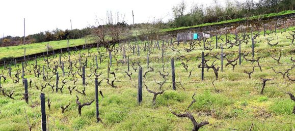 5 Schlafzimmer Haus in Santa Marta de Penaguiao, Portugal, Nr. 181670 23