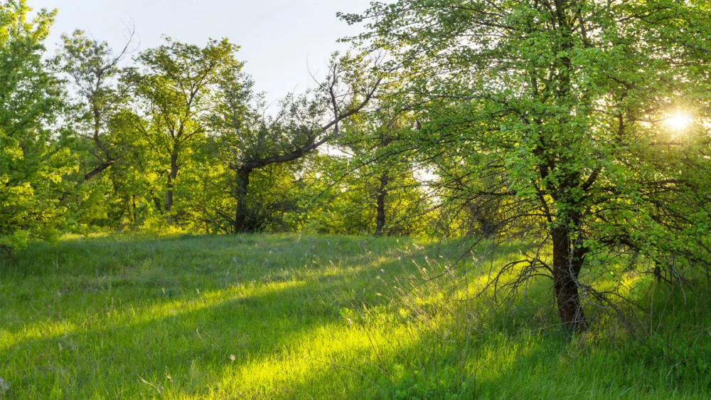  قطعة أرض في Wesel, Germany رقم 223841