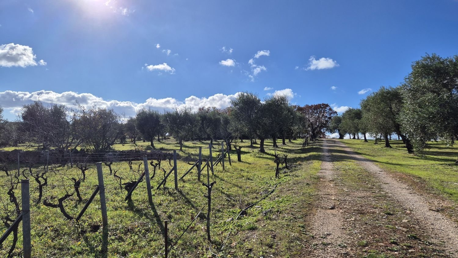  قطعة أرض في Ostuni, Italy 9600متر مربع رقم 273119