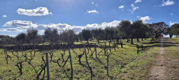 قطعة أرض في Ostuni, Italy 9600متر مربع رقم 273119 5