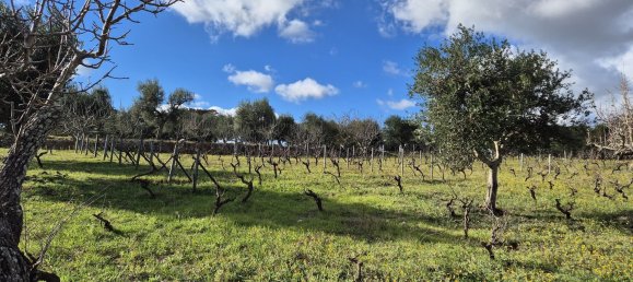 قطعة أرض في Ostuni, Italy 9600متر مربع رقم 273119 3