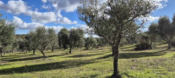 قطعة أرض في Ostuni, Italy 9600متر مربع رقم 273119 6