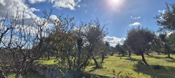 قطعة أرض في Ostuni, Italy 9600متر مربع رقم 273119 4