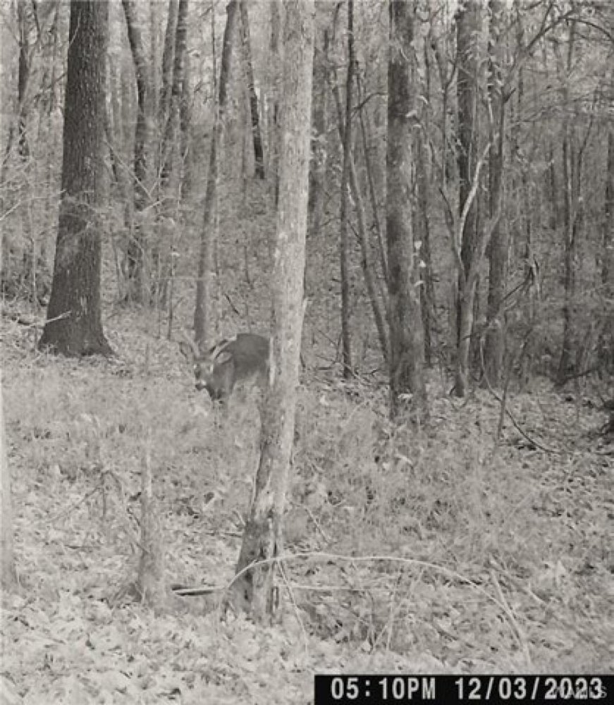  Land in Marion, USA No. 481721