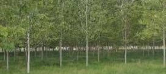 23251m² Land in Lendinara, Italy No. 322216 11